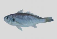 斑鳍白姑鱼是什么鱼？