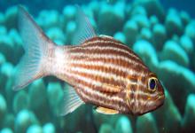 细条银口天竺鲷是什么鱼？