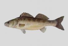 花斑裸鲤是什么鱼？