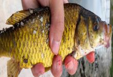 钓黄金鲫用多大的线组？