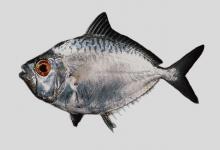 静仰口鲾是什么鱼？