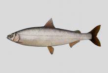 衰白鲑是什么鱼？