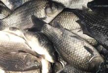 彭泽鲫能自己繁殖吗？