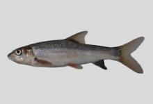 小口裂腹鱼是什么鱼？