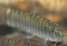 南方南鳅是什么鱼？