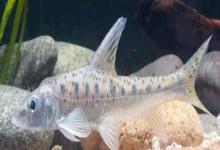 钱江䱻是什么鱼？