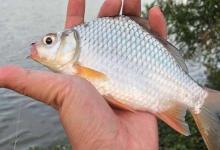 高背鲫是不是工程鲫？