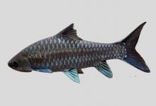 异口新光唇鱼是什么鱼？