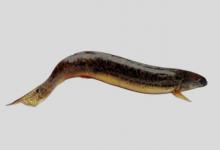 北方泥鳅是什么鱼？