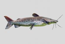 哥伦比亚鸭嘴鲶是什么鱼？
