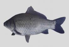 异育银鲫是几倍体的鱼？