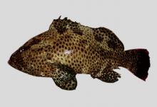 花点石斑鱼是什么鱼？