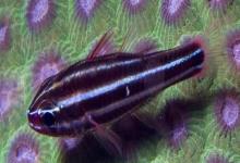 燕尾箭天竺鲷是什么鱼？