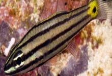 中间巨牙天竺鲷是什么鱼？