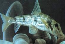 桂林似鮈是什么鱼？