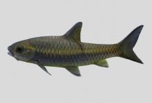 库氏结鱼是什么鱼？