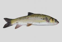 大鼻准裂腹鱼是什么鱼？