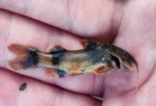 中华纹胸鮡是什么鱼？