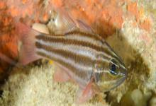 宽带天竺鲷是什么鱼？