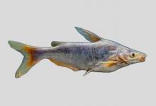 长臀刀鲶是什么鱼？