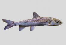 全裸裸重唇鱼是什么鱼？