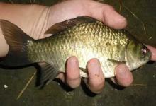 土鲫是什么鱼？