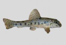 朝鲜小鳔鮈是什么鱼？