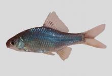 长身鱊是什么鱼？