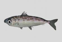 长身马鲾是什么鱼？