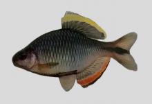 齐氏田中鳑鲏是什么鱼？