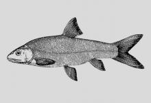 长须裂腹鱼是什么鱼？