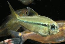 单带天竺鲷是什么鱼？