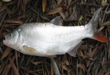 红鳍原鲌是什么鱼？