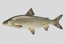 北鲑是什么鱼？