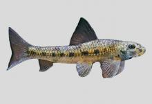 突吻小鳔鮈是什么鱼？