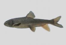 伊犁裂腹鱼是什么鱼？