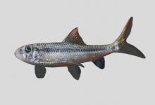 细尾白甲鱼是什么鱼？