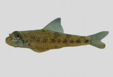 五龙小鳔鮈是什么鱼？