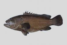 褐带石斑鱼是什么鱼？