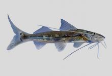 扁头大丝油鲶是什么鱼？