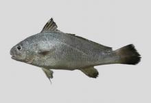 道氏叫姑鱼是什么鱼？