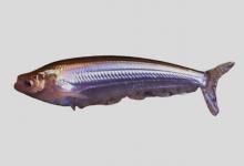 湄南缺鳍鲶是什么鱼？