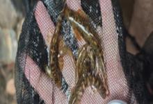 琼中拟平鳅是什么鱼？