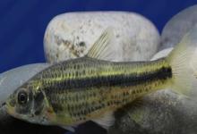 中间颌须鮈是什么鱼？