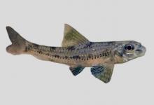 兴隆山小鳔鮈是什么鱼？