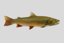 强壮红点鲑是什么鱼？