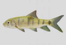 北江光唇鱼是什么鱼？