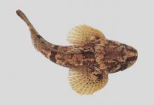 杜父鱼是什么鱼？