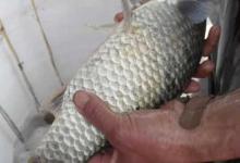 白鲫是杂交品种吗？