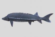 湖鲟是什么鱼？